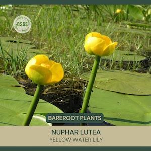 Nuphar lutea Yellow Water Lily Bareroot Live Plant Native Large Water Lily Aquatic Plant Plant for Ponds Wetland Flower image 1