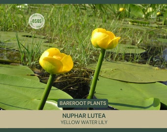 Nuphar lutea | Yellow Water Lily | Bareroot | Live Plant | Native | Large Water Lily | Aquatic Plant | Plant for Ponds | Wetland | Flower