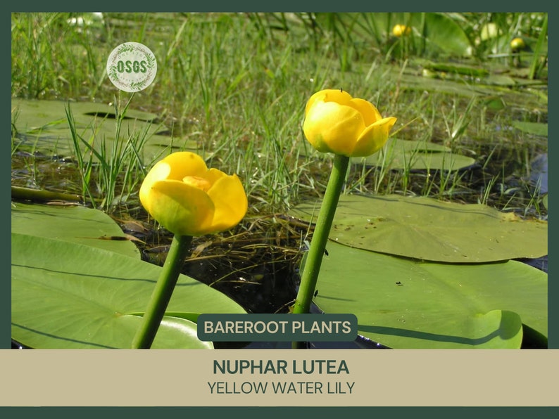 Nuphar lutea Yellow Water Lily Bareroot Live Plant Native Large Water Lily Aquatic Plant Plant for Ponds Wetland Flower image 1