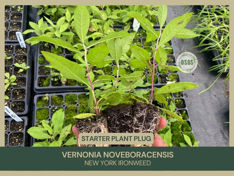 Vernonia noveboracensis