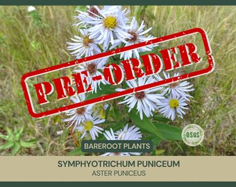 Symphyotrichum puniceum | Aster Puniceus | Bareroot | Purplestem Aster | Live Plant | Wildflower | Freshly Collected | Native Wildflower