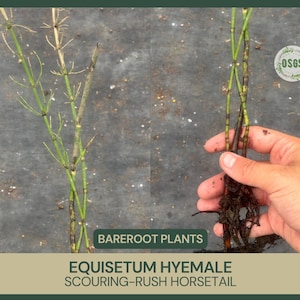 Horsetail Seeds - Etsy