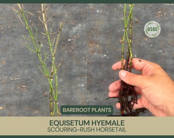 Equisetum hyemale | Scouring-rush Horsetail | Bareroot | Ornamental | Plant for Water Gardens and Ponds | Reproduces Through Spores