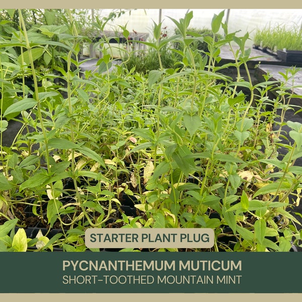 Pycnanthemum muticum | Short-toothed Mountain Mint | Starter Plant Plug | Drought Tolerant | Native Herb | Natural Plant | Naturalization