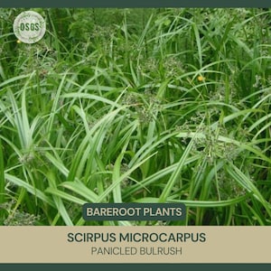 Scirpus microcarpus Panicled Bulrush Bareroot Live Plant Native Sedge Freshly Collected Wetland Restoration Attracts Wildlife image 1