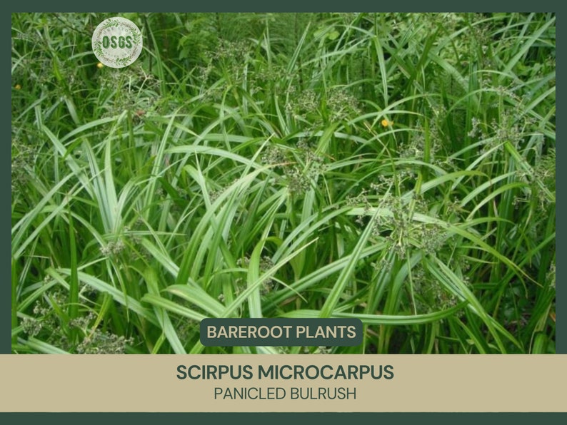Scirpus microcarpus Panicled Bulrush Bareroot Live Plant Native Sedge Freshly Collected Wetland Restoration Attracts Wildlife image 1