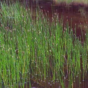 Eleocharis palustris Creeping Spikerush Bareroot Aquascape Live Plant Freshly Collected Sedge Family Wetland Restoration image 3