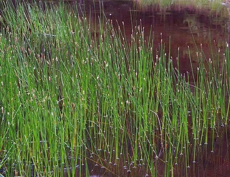 Eleocharis palustris Creeping Spikerush Bareroot Aquascape Live Plant Freshly Collected Sedge Family Wetland Restoration image 3