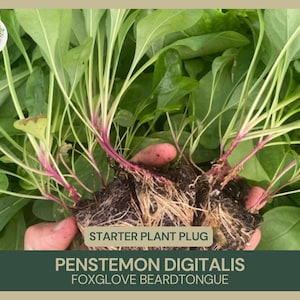 May include: Close-up of a starter plant plug with multiple green stems and roots. The plant is labeled "Penstemon Digitalis Foxglove Beardtongue".