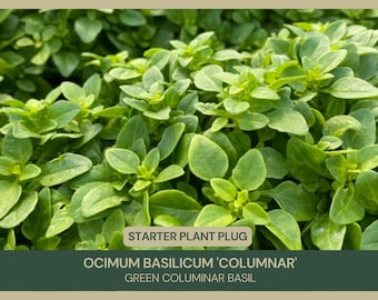 Ocimum basilicum 'Columnar' | Greek Columnar Basil | Starter Plant Plug | Aromatic Herb Plant Plug | Non-Flowering | Culinary Delight