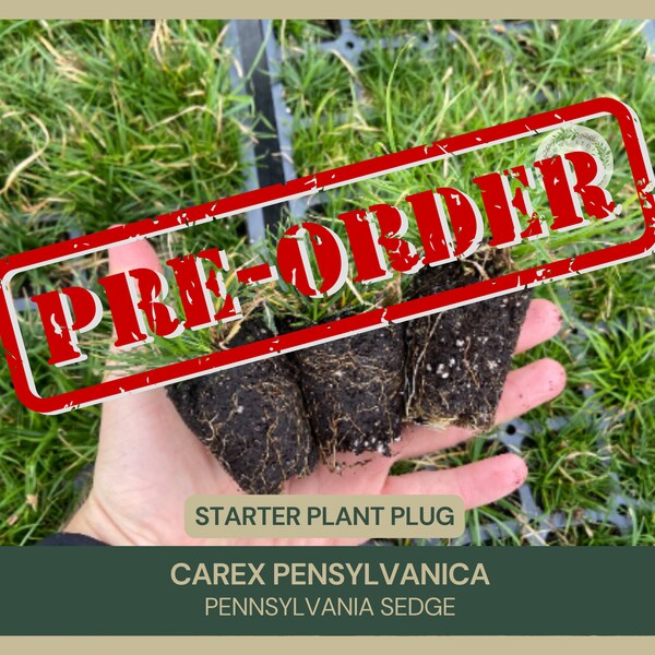 Starter Plant Plug | Carex pensylvanica | Pennsylvania Sedge | Wetland Restoration | Sedge Family | Freshly Collected | Native Pollinator