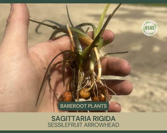 Sagittaria rigida | Sessilefruit Arrowhead | Bareroot | Live Plant | Plant for Water Gardens and Ponds | Native Wetland Plant | Tuber
