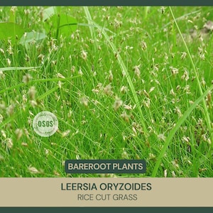 Leersia oryzoides | Rice Cut Grass | Bareroot | Wetland Restoration | Live Plant | Grass Family | Freshly Collected