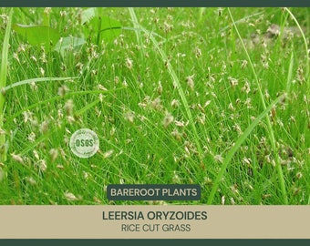 Leersia oryzoides | Rice Cut Grass | Bareroot | Wetland Restoration | Live Plant | Grass Family | Freshly Collected