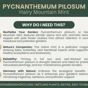 Pycnanthemum pilosum | Hairy Mountain Mint | Starter Plant Plug | Live Plant | Aromatic Herb | Pollinator Magnet | Native Perennial image 3