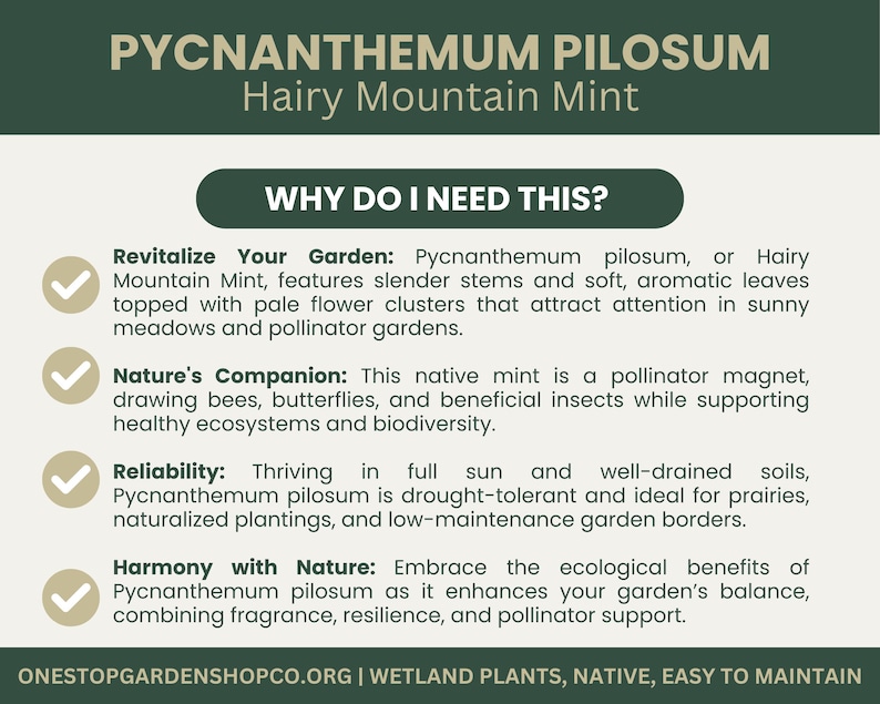 Pycnanthemum pilosum | Hairy Mountain Mint | Starter Plant Plug | Live Plant | Aromatic Herb | Pollinator Magnet | Native Perennial image 3