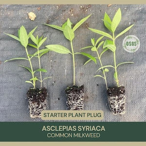 Asclepias syriaca | Common Milkweed | Starter Plant Plug | Live Plant | Native Milkweed | Monarch Butterfly Host Plant | Pollinator Plant