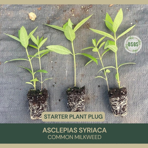 Asclepias syriaca | Common Milkweed | Starter Plant Plug | Live Plant | Native Milkweed | Monarch Butterfly Host Plant | Pollinator Plant