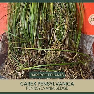 May include: A bundle of bare root Carex pensylvanica, or Pennsylvania Sedge, with long, green blades and visible roots. The image includes text that reads "Bare Root Plants" and "Carex Pensylvanica Pennsylvania Sedge."