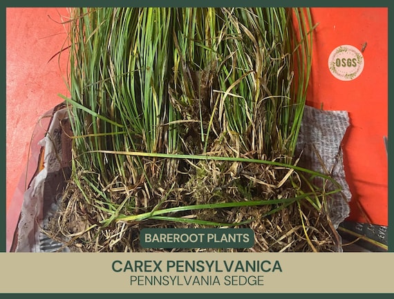 Carex pensylvanica | Pennsylvania Sedge | Bareroot | Wetland Restoration | Live Plant | Sedge Family | Freshly Collected | Native Pollinator