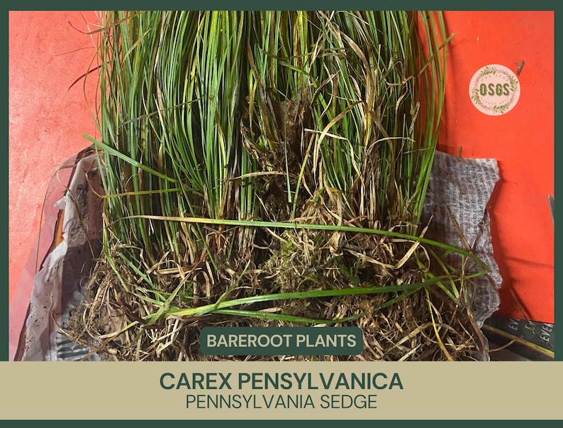 May include: A bundle of bare root Carex pensylvanica, or Pennsylvania Sedge, with long, green blades and visible roots. The image includes text that reads "Bare Root Plants" and "Carex Pensylvanica Pennsylvania Sedge."