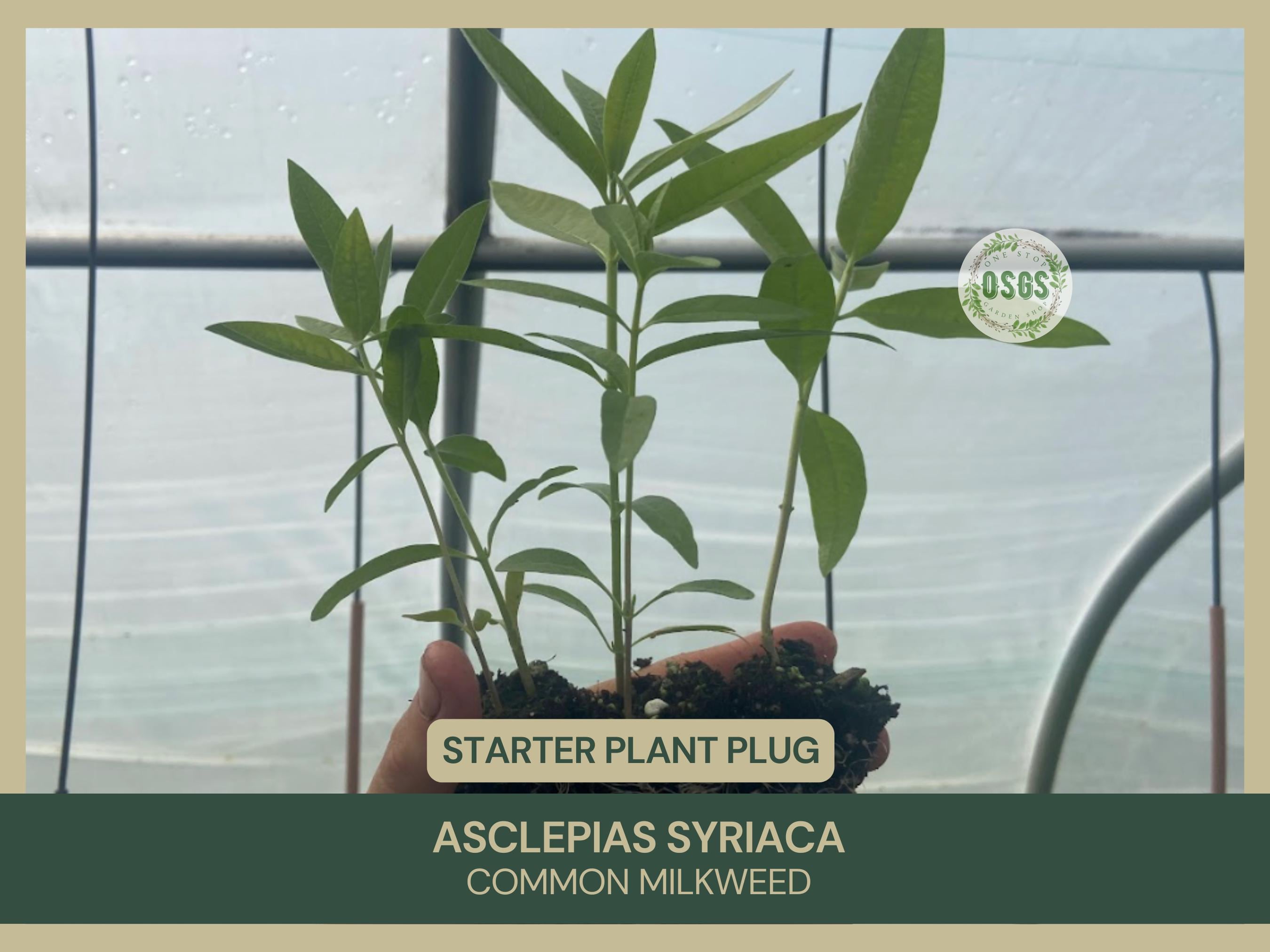 Asclepias syriaca | Common Milkweed | Starter Plant Plug | Live Plant | Native Milkweed | Monarch Butterfly Host Plant | Pollinator Plant