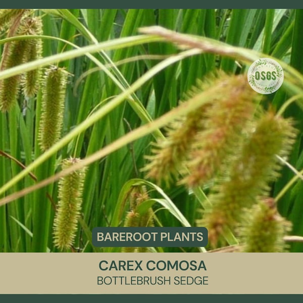 Carex comosa | Bottlebrush Sedge | Bareroot | Freshly Collected | Live Plant | Sedge Family