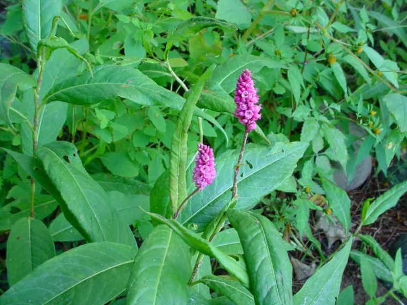 Polygonum amphibium Water Smartweed Bareroot Live Plant Native Wetland Plant Freshly Collected image 3