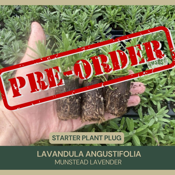 Starter Plant Plug | Lavandula angustifolia | Munstead Lavender | Queen of Herbs | Fragrant | Pollinator-Friendly | Evergreen Perennial