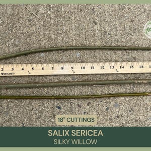 Salix sericea | Silky Willow |  18" Fresh Cuttings | Grafting | Propagation | Native Shrub | Live Stakes
