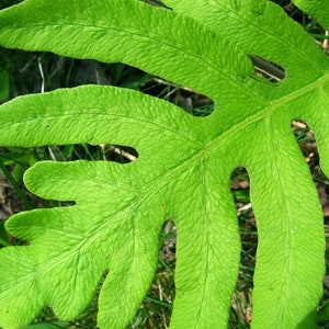Onoclea sensibilis Sensitive Fern Bareroot Live Plant Freshly Collected Native Plant Wood Fern Family Native Fern image 3