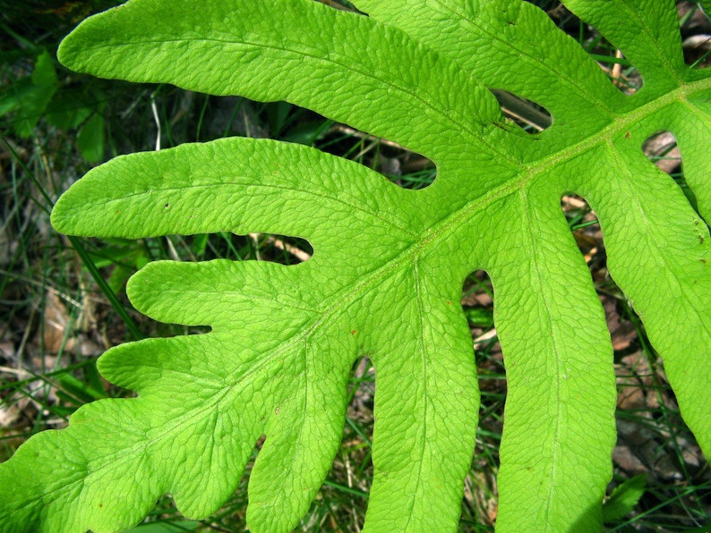 Onoclea sensibilis Sensitive Fern Bareroot Live Plant Freshly Collected Native Plant Wood Fern Family Native Fern image 3