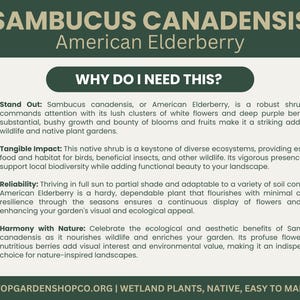 Puede incluir: Gr&aacute;fico informativo sobre la Sa&uacute;co americano (Sambucus canadensis) con texto que detalla sus beneficios. El texto blanco sobre fondo verde describe su impacto en la vida silvestre y los jardines, ideal para jardineros.