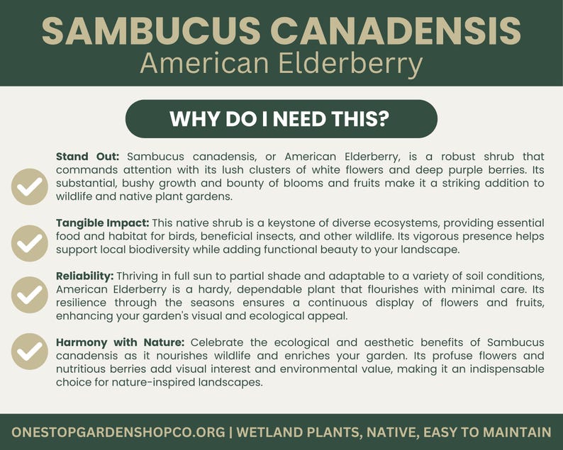 Puede incluir: Gr&aacute;fico informativo sobre la Sa&uacute;co americano (Sambucus canadensis) con texto que detalla sus beneficios. El texto blanco sobre fondo verde describe su impacto en la vida silvestre y los jardines, ideal para jardineros.
