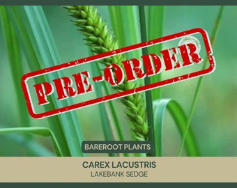 Carex lacustris | Lakebank Sedge | Bareroot | Freshly Collected | Live Plant | Sedge Family | Wetland Restoration | Soil Stabilization