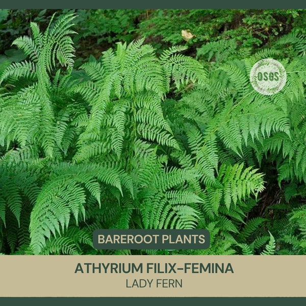 Athyrium filix-femina | Lady Fern | Bareroot | Live Plant | Freshly Collected | Native Plant | Wood Fern Family | Native Fern