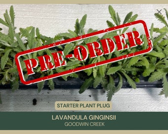 Starter Plant Plug | Lavandula ginginsii | Goodwin Creek | Lavender | Live Plant | Herb | Naturally Grown | Herb Garden | Cultivar