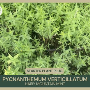 Starter Plant Plug | Pycnanthemum verticillatum (Hairy Mountain Mint) | Close-up of lush, bright green foliage of Pycnanthemum verticillatum, a native mountain mint known for its aromatic leaves and pollinator-friendly flowers. The One Stop Garden Shop (OSGS) logo is placed at the top left. The label at the bottom highlights this plant’s suitability for native and pollinator gardens