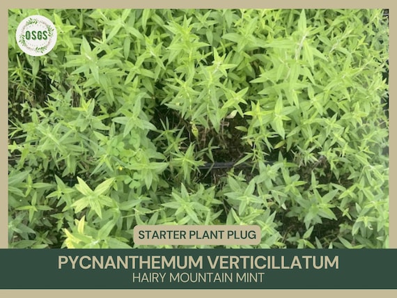 Pycnanthemum pilosum | Hairy Mountain Mint | Starter Plant Plug | Live Plant | Aromatic Herb | Pollinator Magnet | Native Perennial