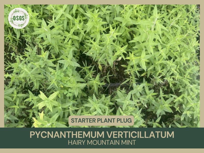 Starter Plant Plug | Pycnanthemum verticillatum (Hairy Mountain Mint) | Close-up of lush, bright green foliage of Pycnanthemum verticillatum, a native mountain mint known for its aromatic leaves and pollinator-friendly flowers. The One Stop Garden Shop (OSGS) logo is placed at the top left. The label at the bottom highlights this plant’s suitability for native and pollinator gardens