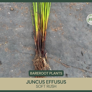 Juncus effusus | Soft Rush | Bareroot | Wetland Restoration | Live Plant | Rush Family | Freshly Collected