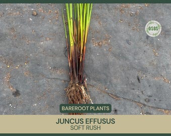 Juncus effusus / Junco blando / Raíz desnuda / Restauración de humedales / Planta viva / Familia del junco / Recién recolectada