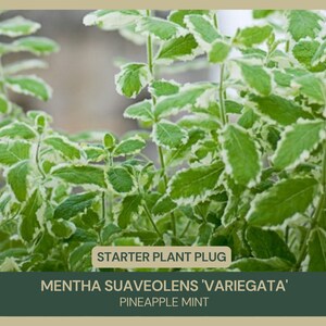 Pineapple Mint | Mentha suaveolens 'Variegata' | Starter Plant Plug | Live Plant | Culinary & Cocktail Plant | Pollinator Friendly | Herb