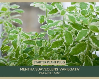 Pineapple Mint | Mentha suaveolens 'Variegata' | Starter Plant Plug | Live Plant | Culinary & Cocktail Plant | Pollinator Friendly | Herb