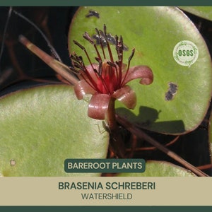 Brasenia schreberi | Watershield | Bareroot | Live Plant | Bareroot | Freshly Collected | Full Grown Wild Aquatic Plant | Edible | Vegetable