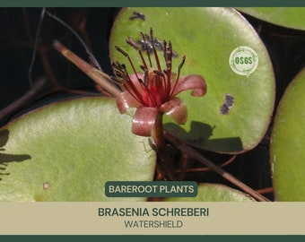 Brasenia schreberi | Watershield | Bareroot | Live Plant | Bareroot | Freshly Collected | Full Grown Wild Aquatic Plant | Edible | Vegetable