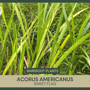 May include: A close-up of a clump of green sweet flag (Acorus americanus) plants. The plants have long, narrow leaves and are growing in a dense cluster.