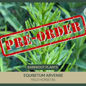 Bareroot Equisetum arvense Field Horsetail Live Plant Naturally Growing Herbal Supplement Plant for Alchemy and Astrology image 1