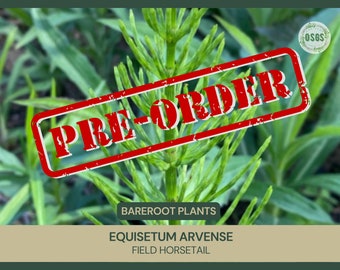 Bareroot | Equisetum arvense | Field Horsetail | Live Plant | Naturally Growing Herbal Supplement | Plant for Alchemy and Astrology