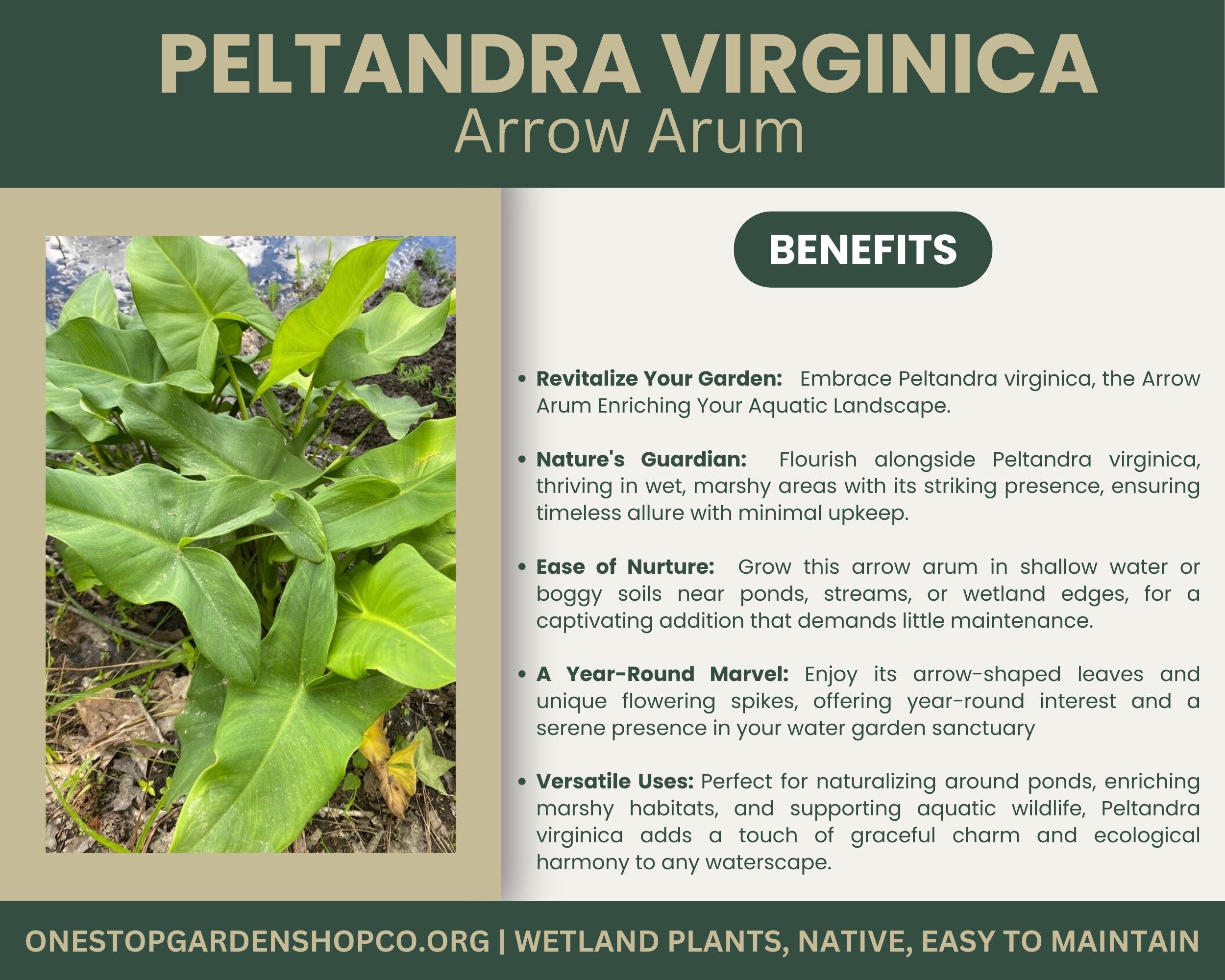Arrow Arum A Great Live Pond Plant For Your Water
